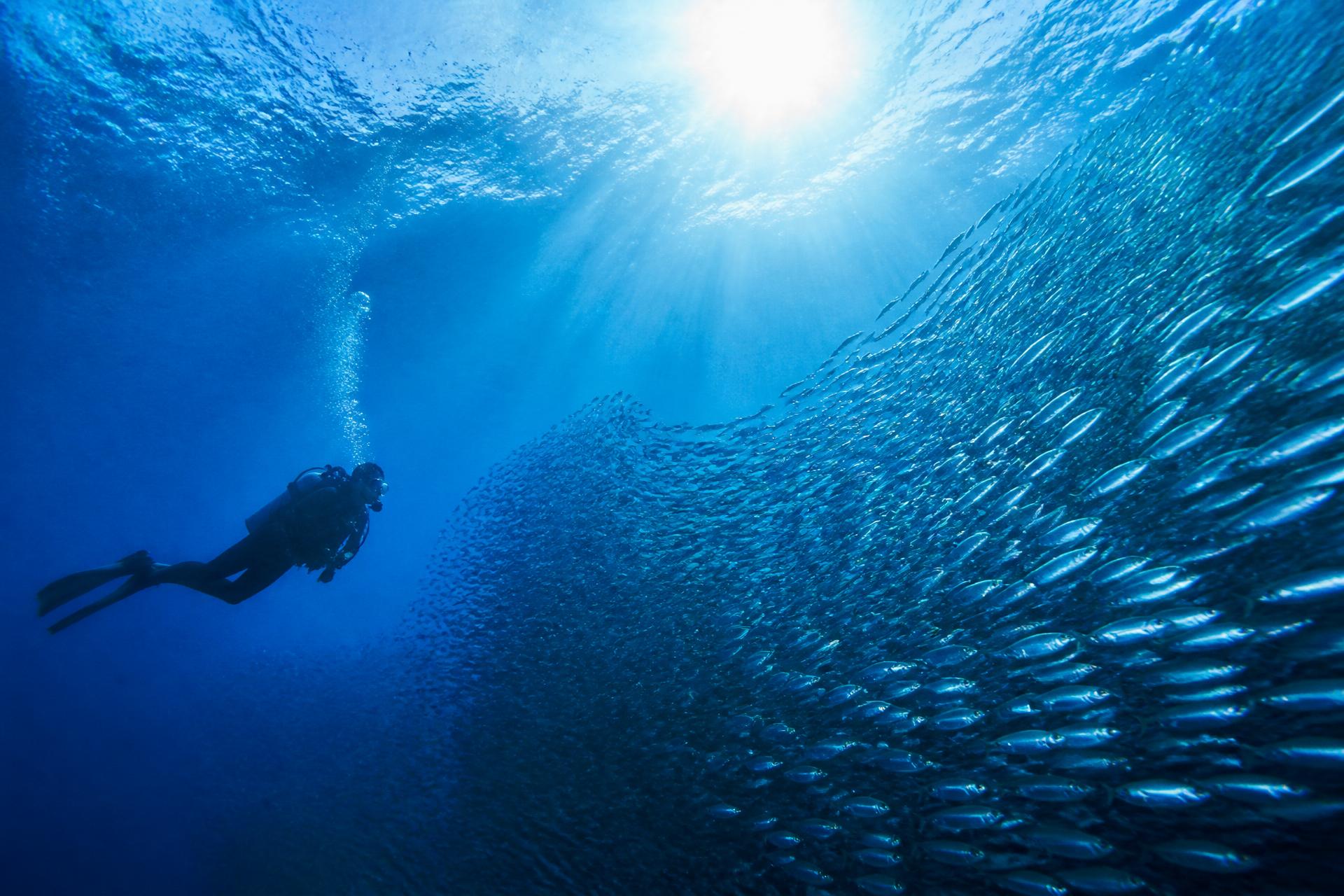 Scuba diver beside a huge school of sardines in the blue water off Bohol